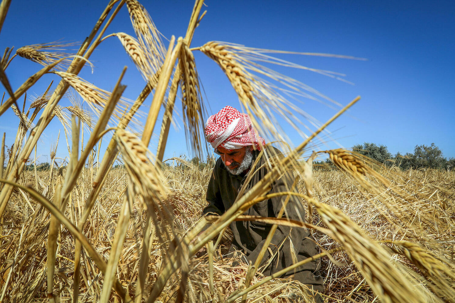  поле пшеницы в Газе. 