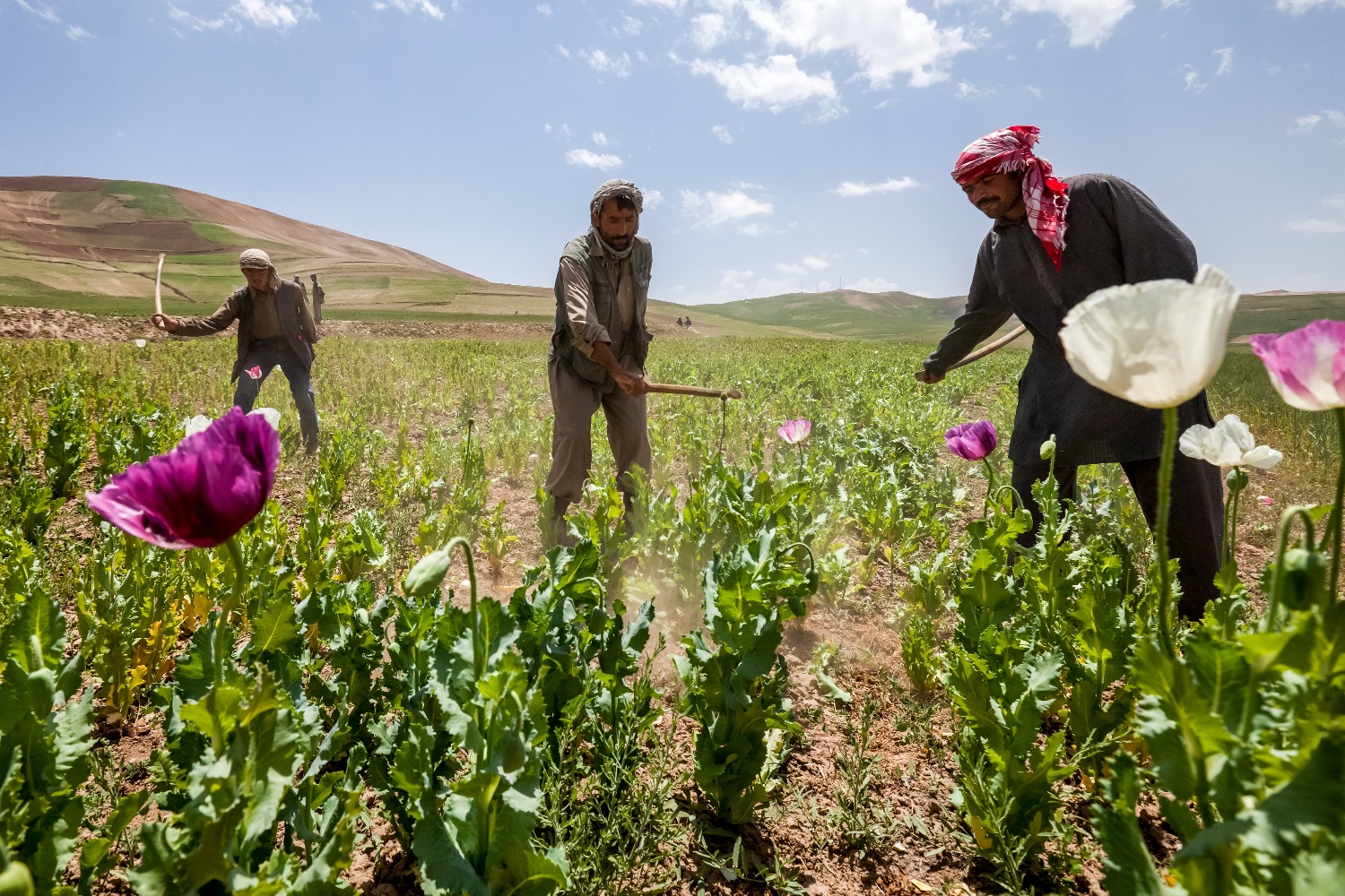 В Афганистане придуман новый способ контрабанды опиума, крестьяне запаслись рогатками