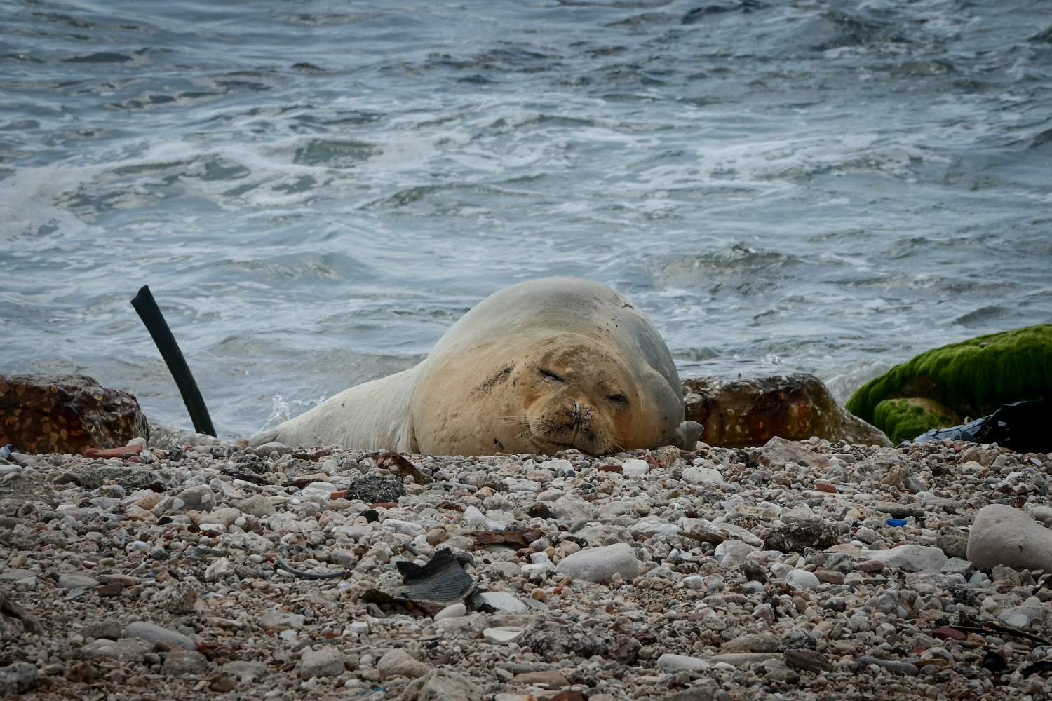 Тюлень Юлия перебралась от берегов Израиля в Ливан