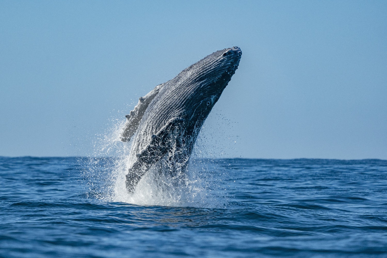 В Новой Зеландии на берег выбросился самый редкий кит в мире